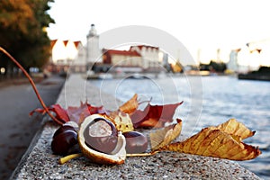 Chestnuts lie on a parapet on a maple leaf at Kant Island in Kaliningrad in autumn..