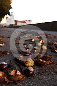 Chestnuts lie on a parapet on a maple leaf at Kant Island in Kaliningrad in autumn..
