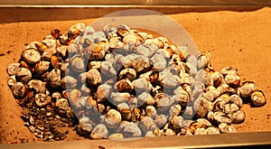 Chestnuts photo