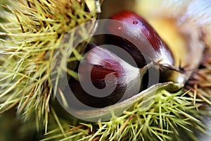 Chestnuts Macro