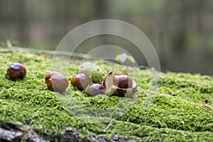 Chestnuts on moss