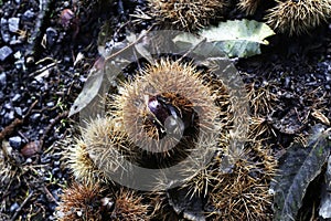 Chestnuts natural in the forest