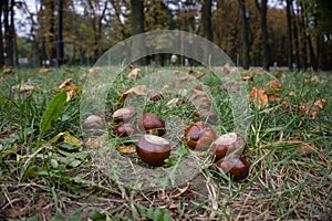 Chestnuts are picturesquely scattered on green grass.