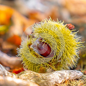 Chestnuts shell close up squared background - harvesting chestnut in forest with autumn foliage ground