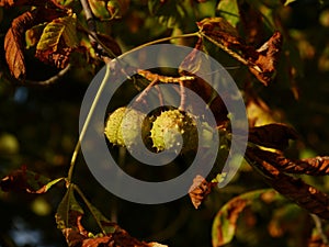 Chestnuts hanging on tree in autumn photo