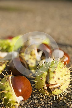 Chestnuts in the sun