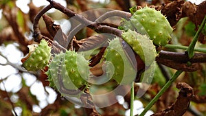 Chestnuts suspended from their stalk in the tree.