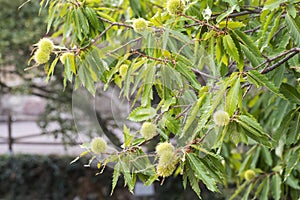 Chestnuts in their peel