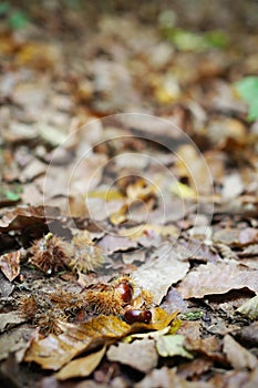 Chestnuts in their skin on the fores floor, autumn nature scene