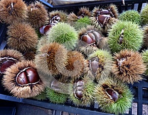 Chestnuts in their thorny hull.