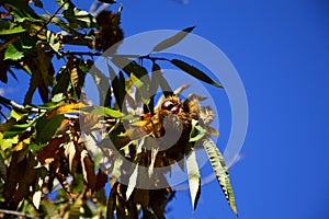 A Chestnuts tree in the blue sky