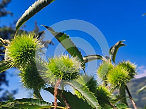Chestnuts on a tree, blue sky.