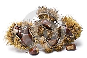 Chestnuts and urchins.