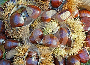 Chestnuts in the urchins photo