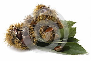 Chestnuts and urchins on some leaves.