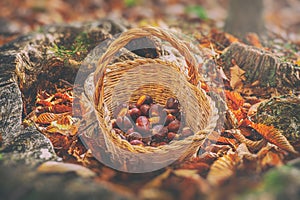 Chestnuts vintage background - harvesting chestnut in forest with basket in autumn foliage blur ground