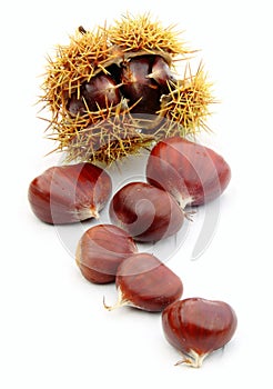 Chestnuts on white background