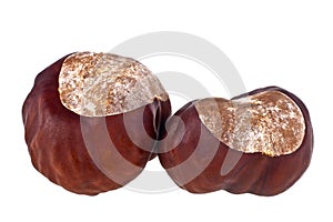 Chestnuts on a white background