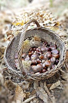 Chestnuts In a wicker Basket