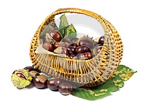 Chestnuts in Wicker Basket on Green Leaves Isolated on White