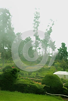 Chettiar park with mist in the kodaikanal hill.