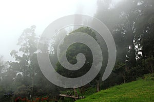 Chettiar park with mist in the kodaikanal hill.