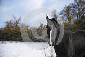 Cheval trotteur francais hiver neige