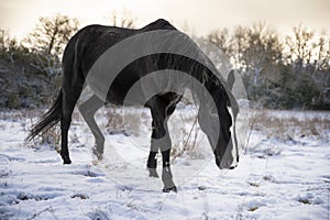 Cheval trotteur francais hiver neige