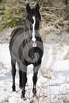 Cheval trotteur francais hiver neige