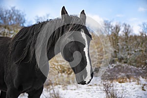 Cheval trotteur francais hiver neige