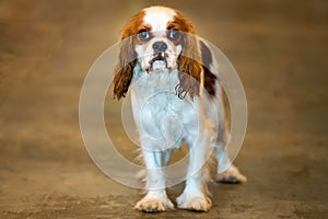 Chevalier king dog portrait looking at you photo