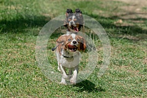 Chevalier king puppy newborn running on grass photo