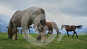 Chevaux des PyrÃ©nÃ©es