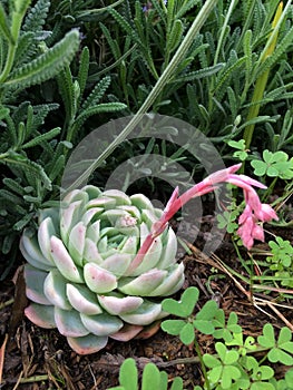 Cheveria elegans, the Mexican snowball, Mexican gem or white Mexican rose