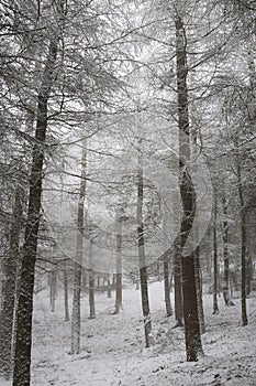 Chevin Forest Park in winter