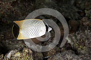 Chevron butterflyfish
