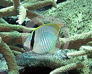 Chevron Butterflyfish