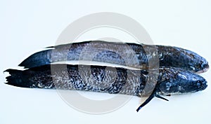 Chevron snakehead