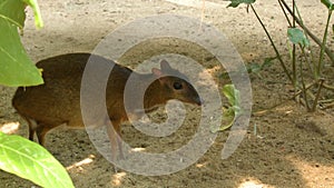 Chevrotain standing on sand