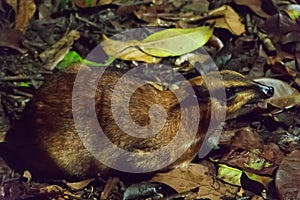 Chevrotains, also known as mouse-deer, are small ungulates that