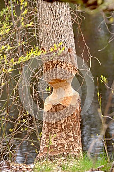 Chewed Beaver Tree