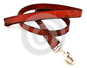 Chewed Dog Leash