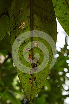 Chewed leaf with holes from insect damage in spring garden