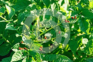 Chewed leaves of green potato bush with red Colorado beetle larvae sitting on it