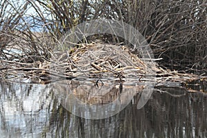 Chewed Sticks at a Beaver Dam