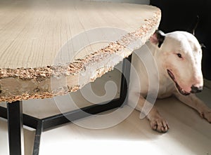 Chewed wooden table and Bull terrier dog