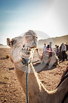 Chewing camel in the moroccan desert