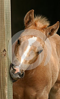 Chewing Colt