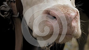 chewing cow. close-up. clearly visible tongue and teeth. many flies flying around the muzzle of a cow. breeding alpine