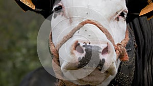 chewing cow. close-up. many flies flying around the muzzle of a cow. Animal portrait. breeding alpine cows. Well-fed